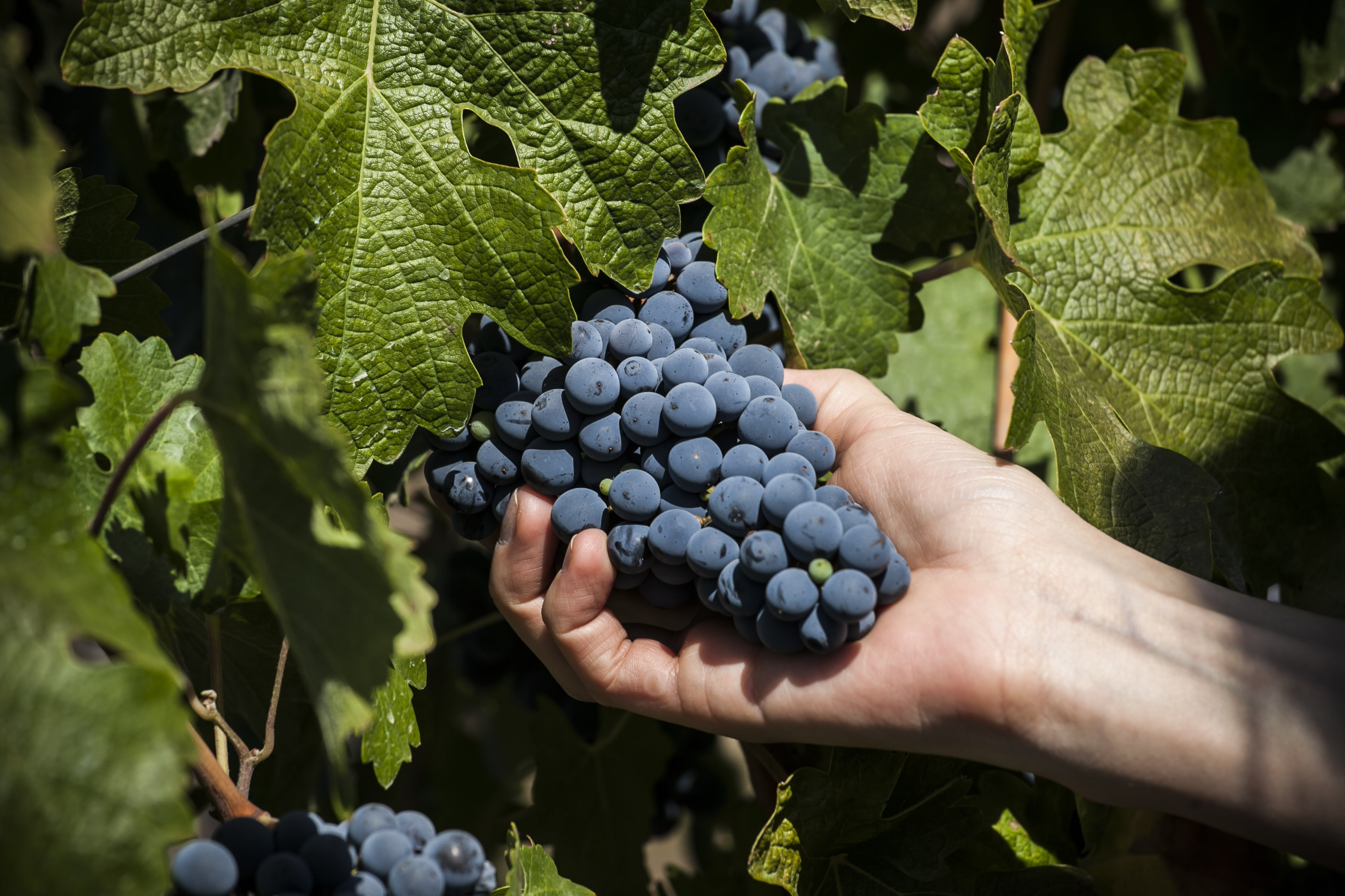 Racimo de uvas