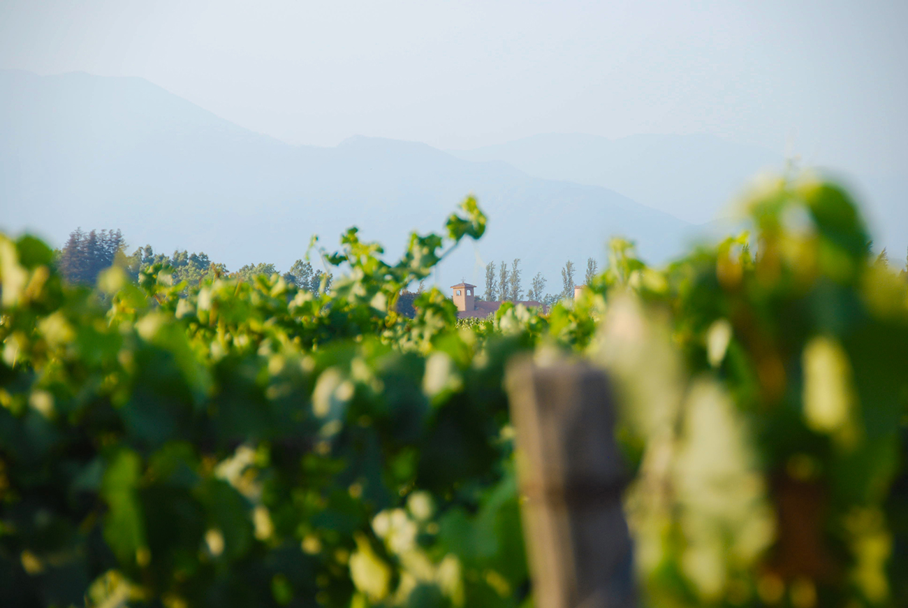 Vineyard growing in Chile