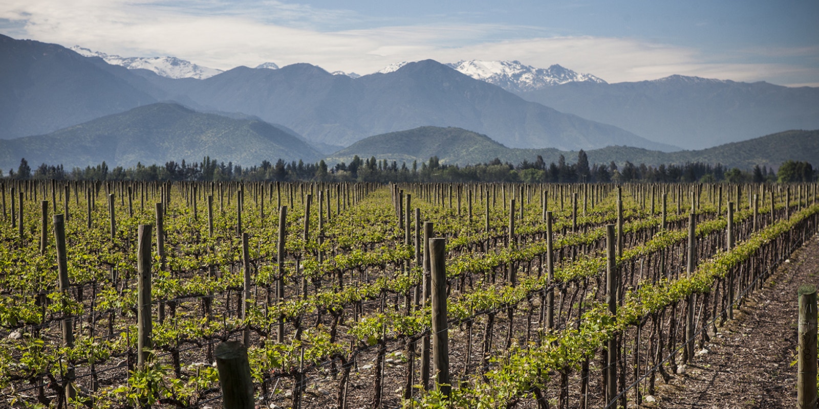Chile Country Landscape Vineyards 1