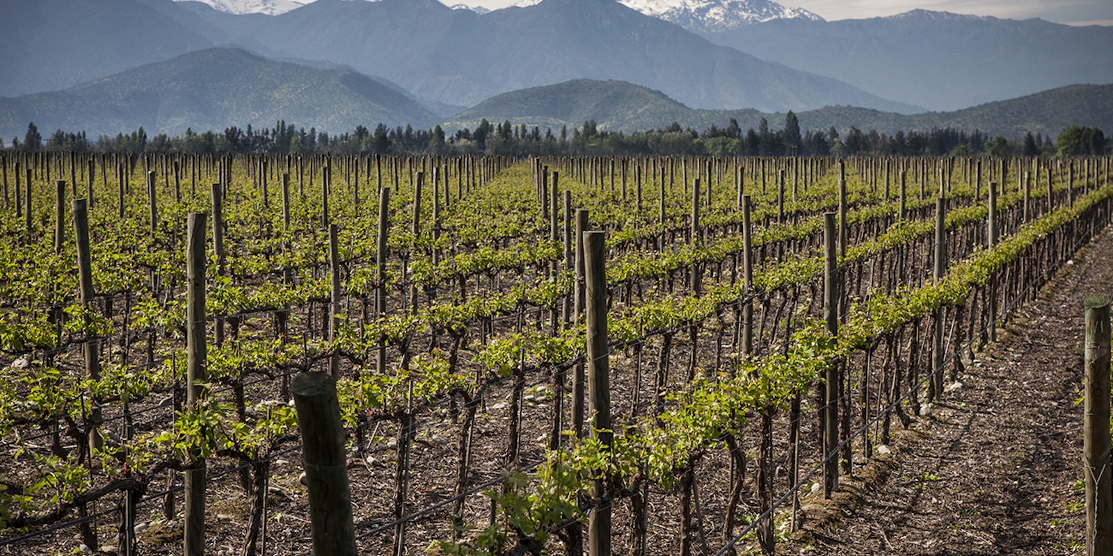 Chile Country Landscape Vineyards 1