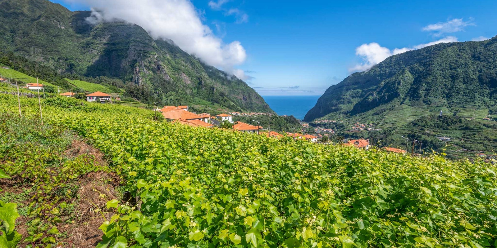 São Vicente vineyards
