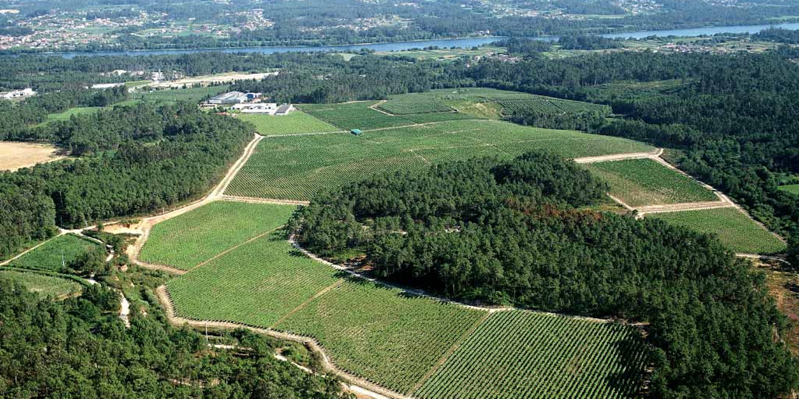 Rias Baixas vineyard