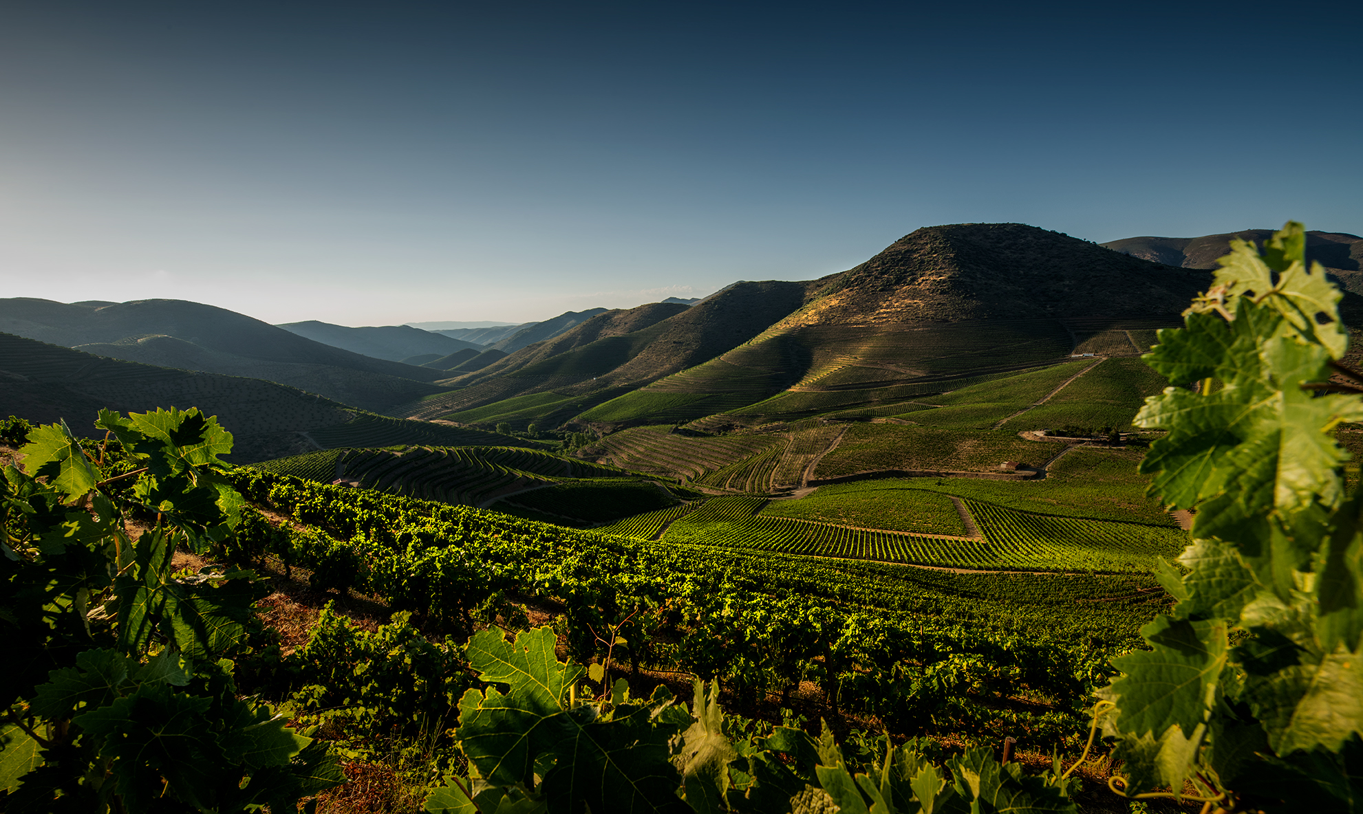 Casa Ferreirinha, a Sogrape wine
