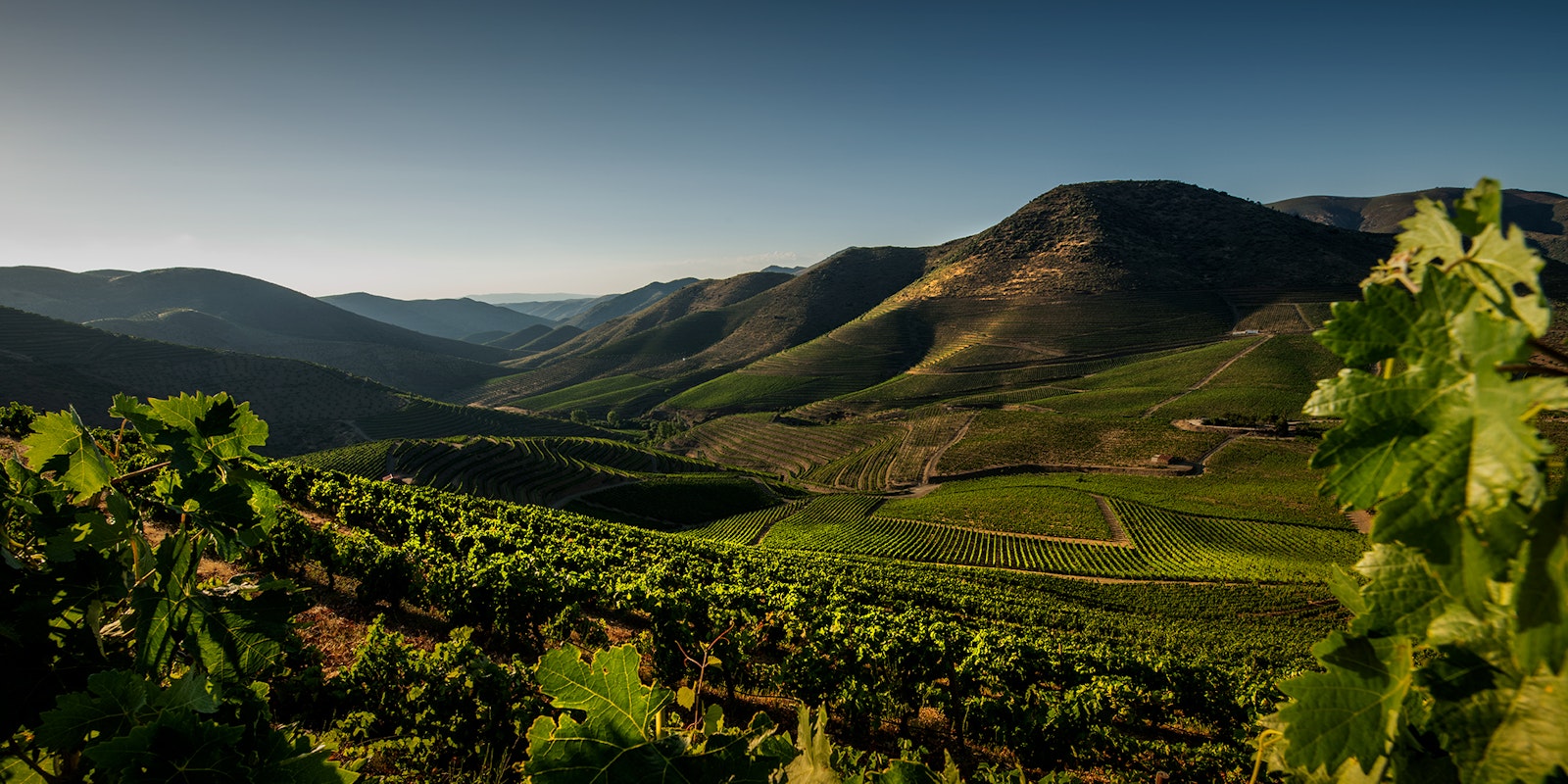 Casa Ferreirinha, a Sogrape wine