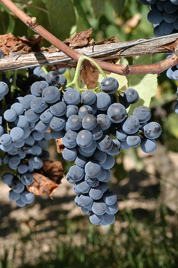 grapes at douro