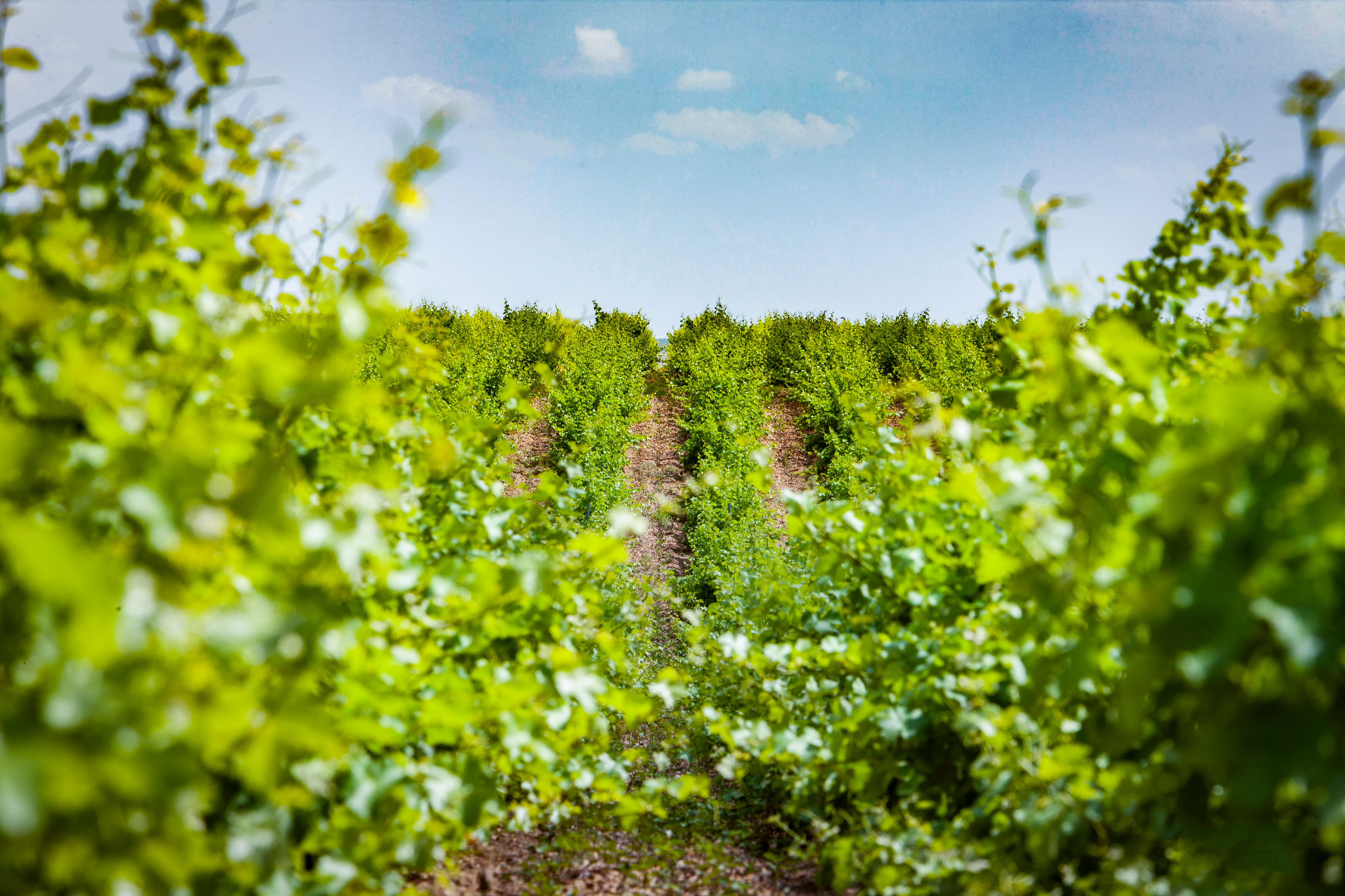 Aura vineyards growing
