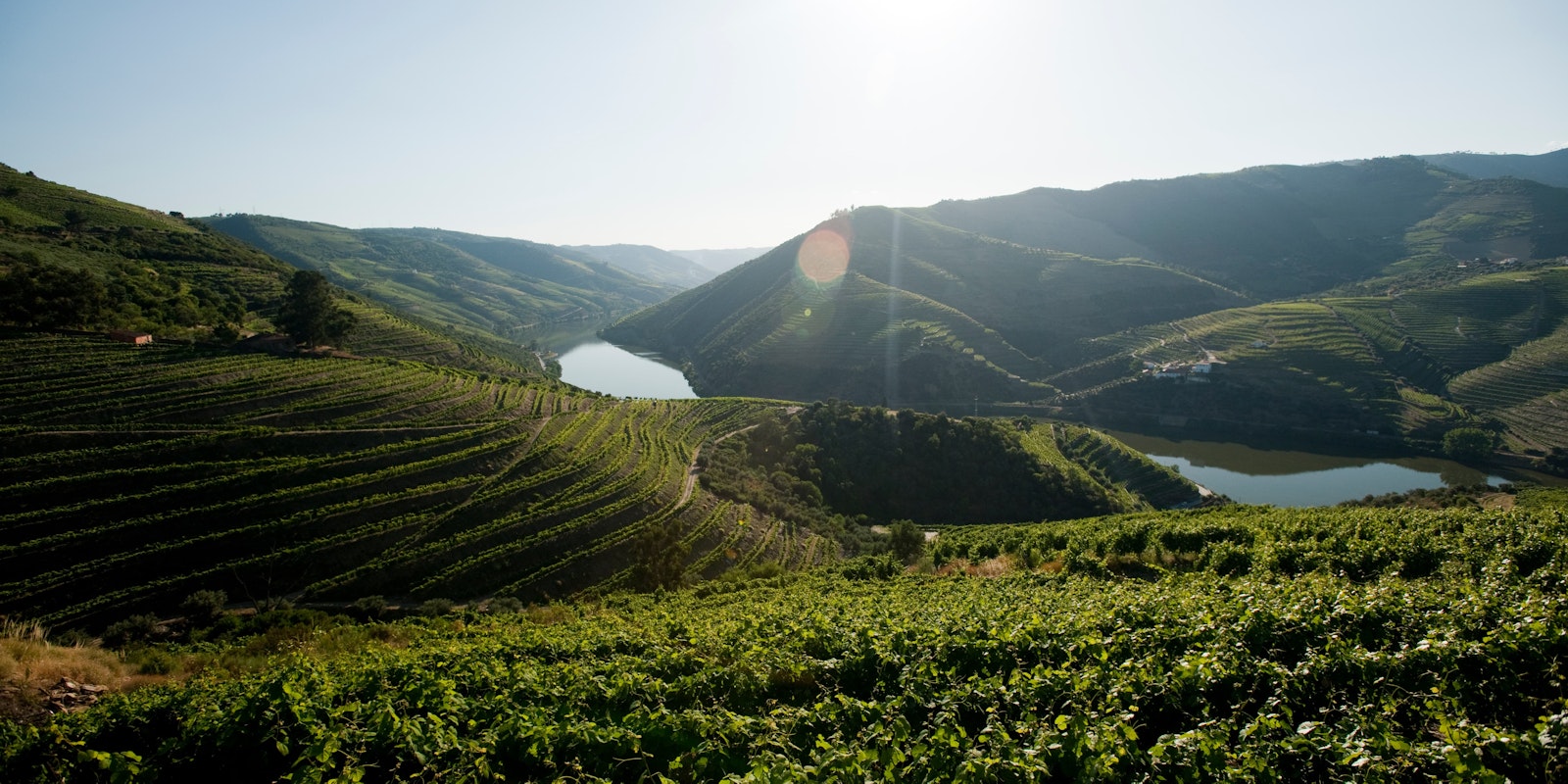 Douro vineyards