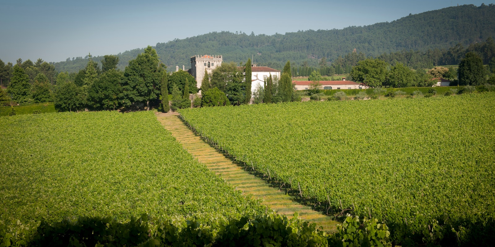 Quinta de Azevedo vinhas