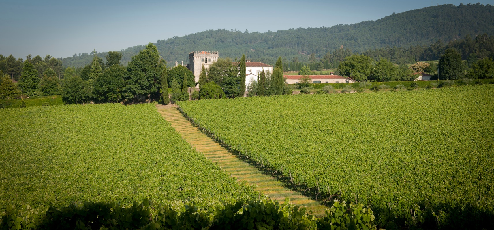 Quinta de Azevedo vineyards