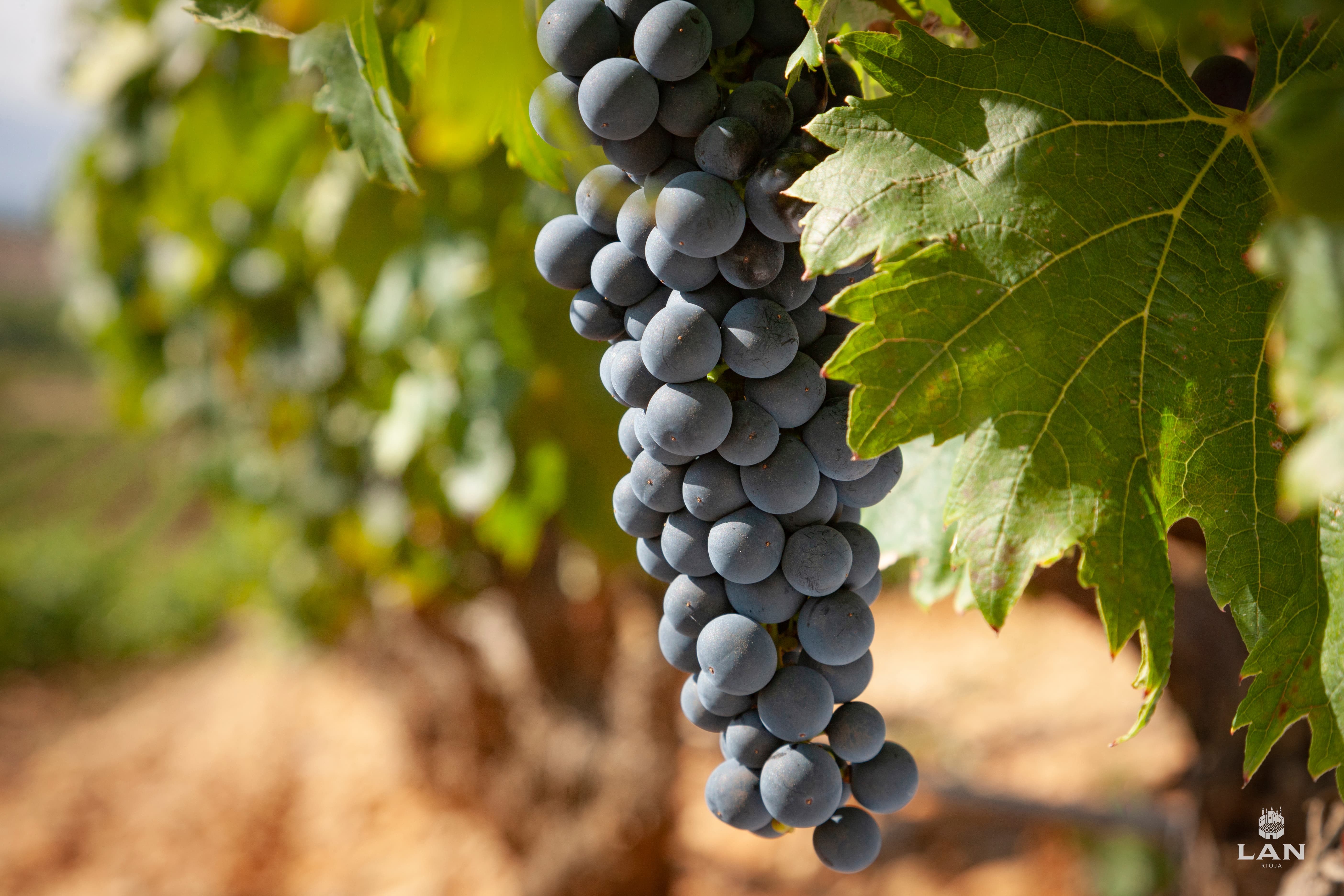 Spain Varieties Rioja Tempranillo 1
