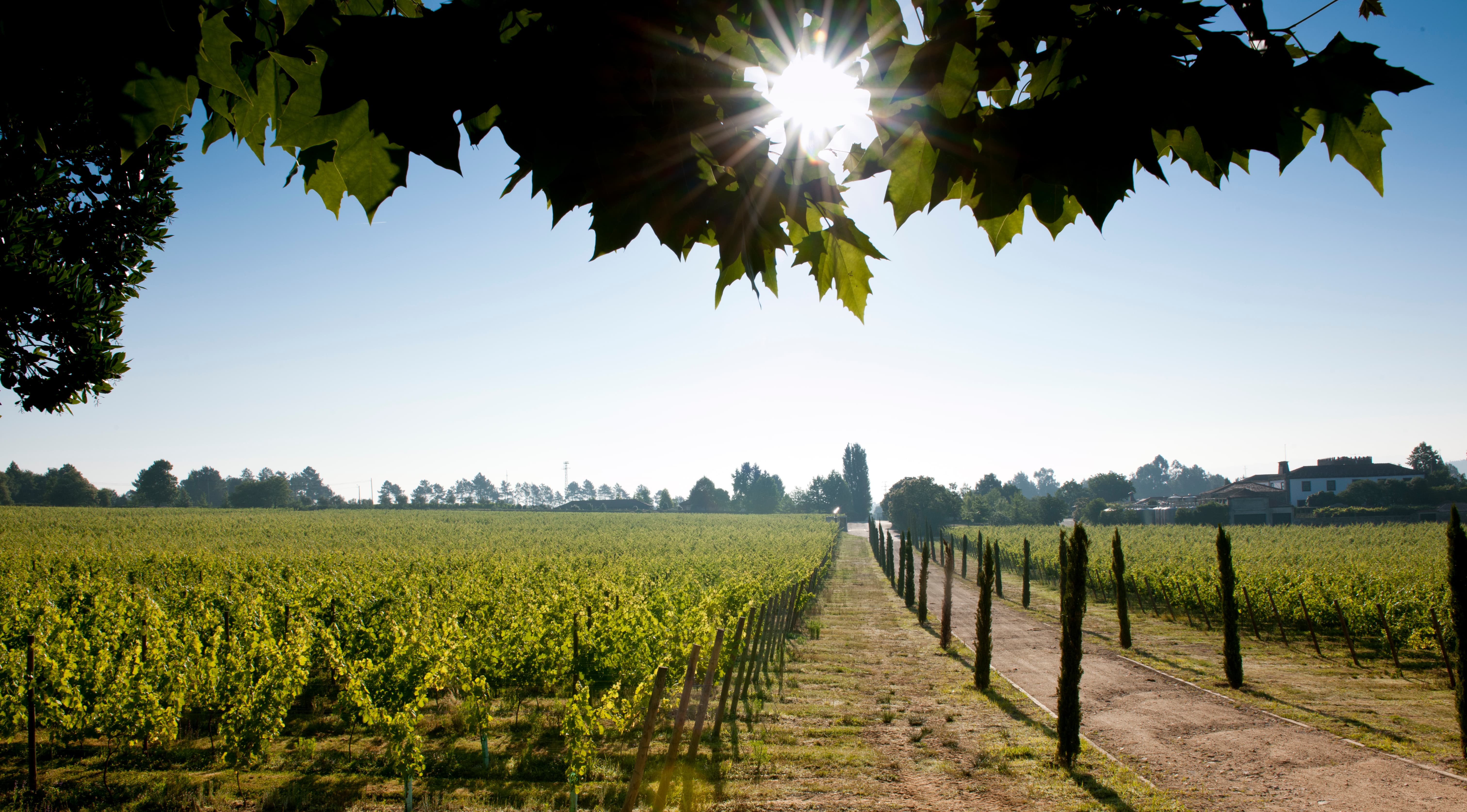 Portugal Estates Vinhos Verdes Quinta De Azevedo 2 1