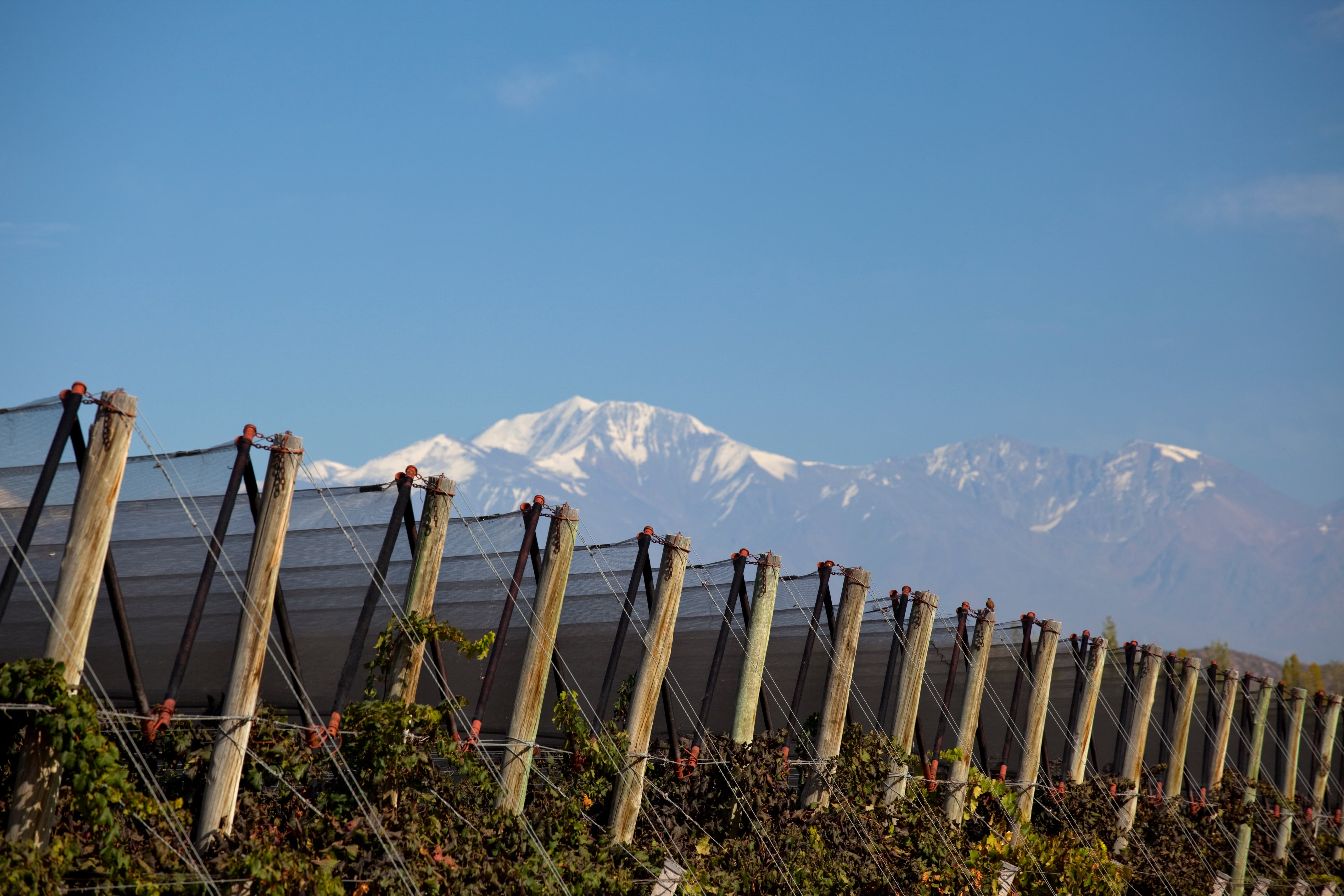 Vineyard growing in Barrancas