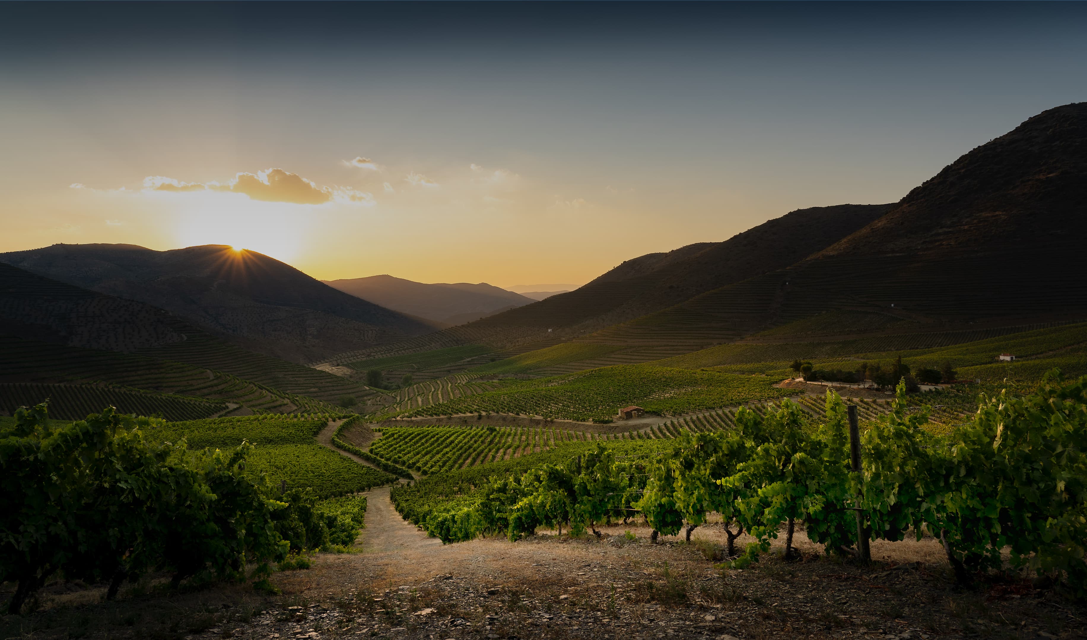 Vineyard and hills