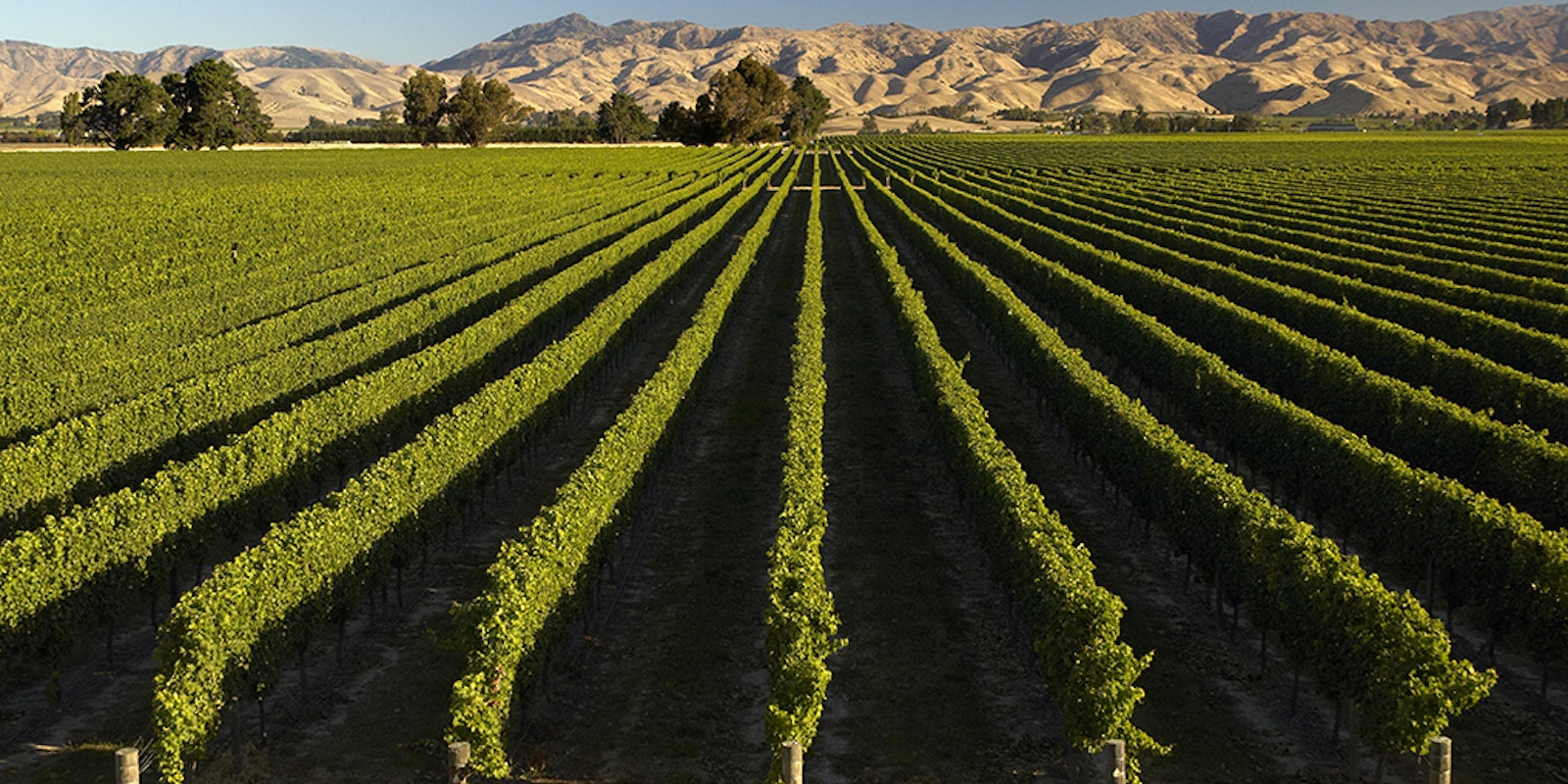 New Zealand Marlborough vineyards