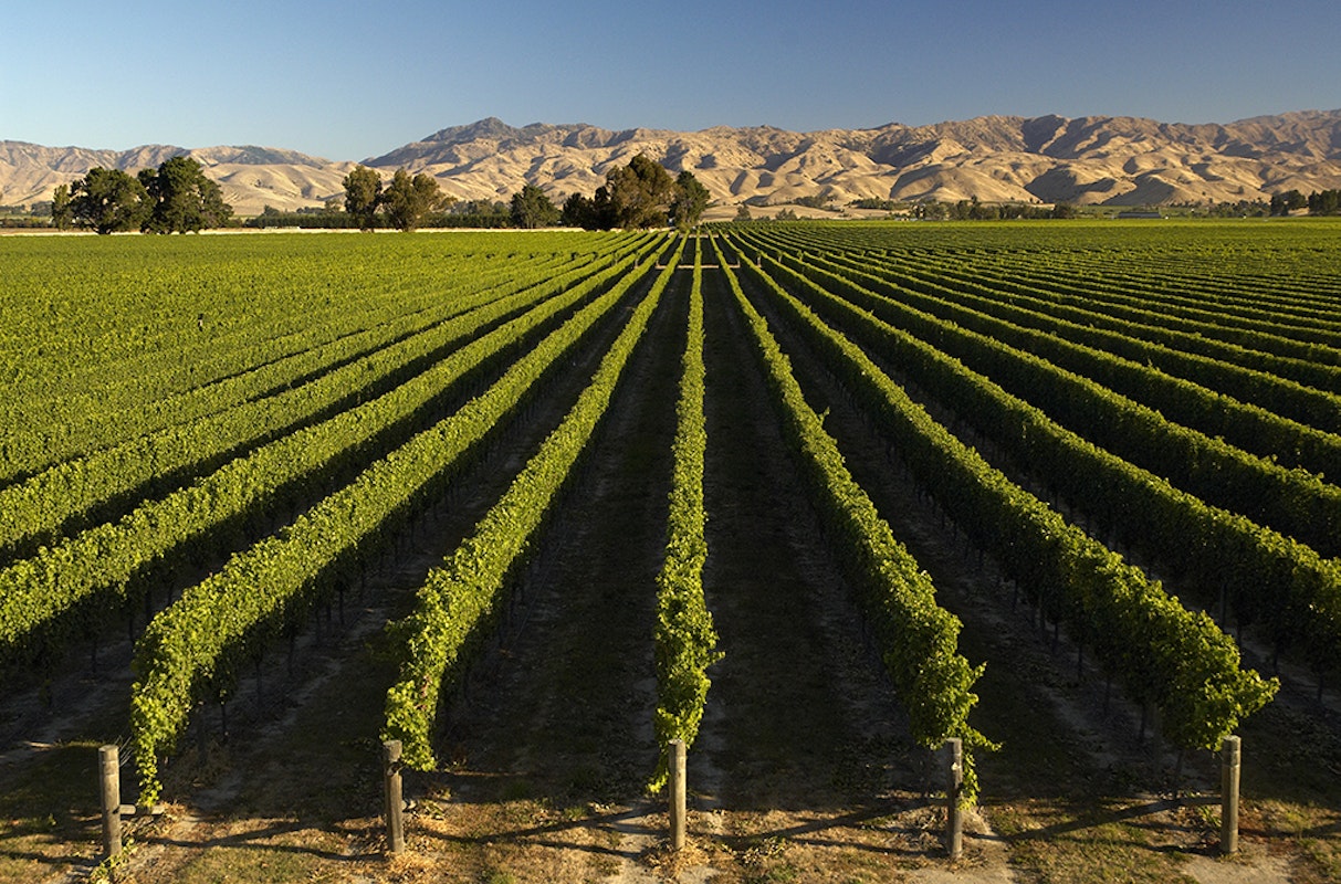 New Zealand Marlborough vineyards