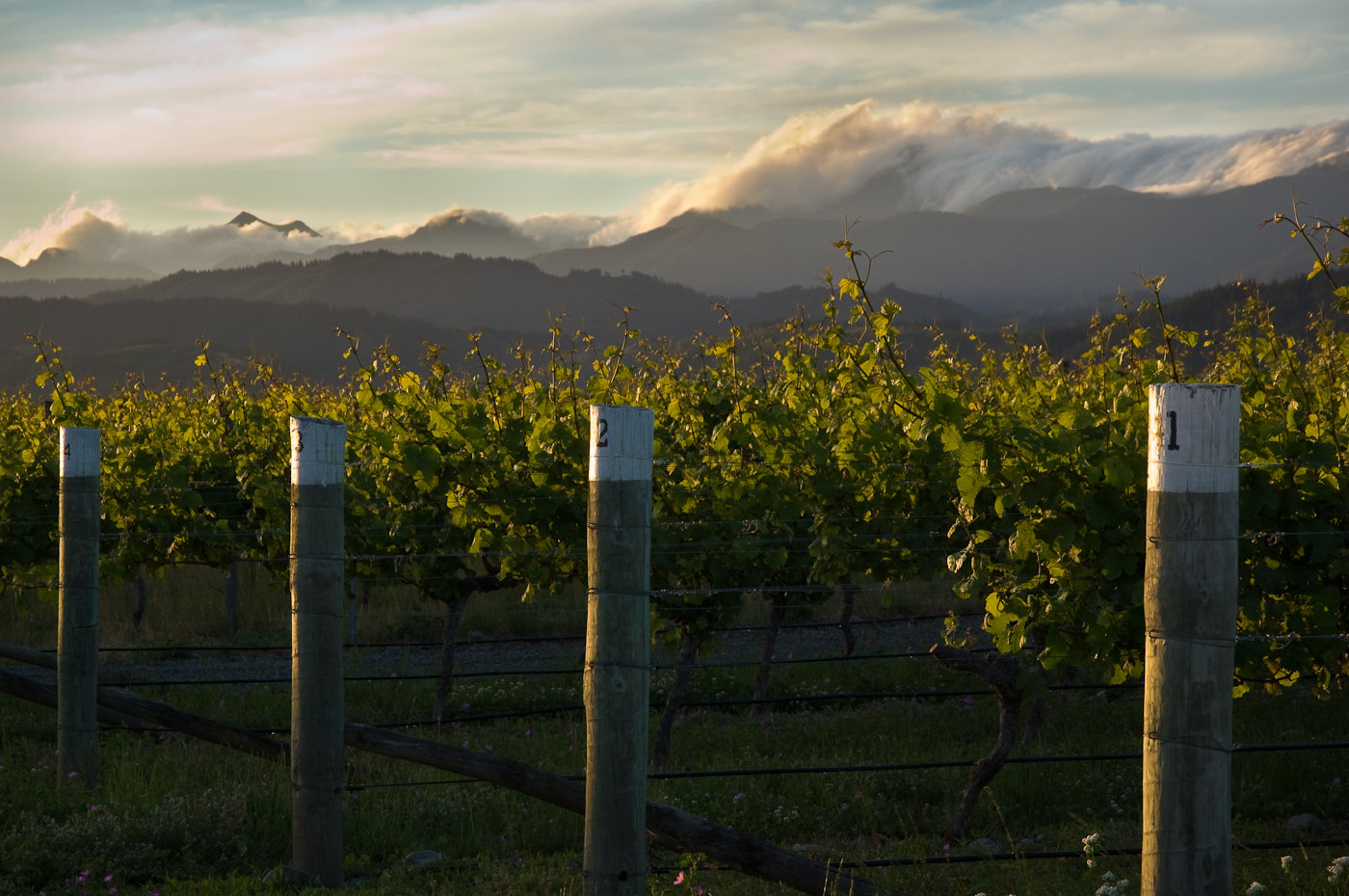 New Zealand Framingham vineyards