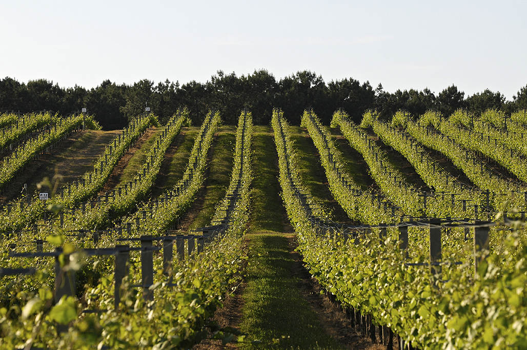 Rias Baixas vineyard