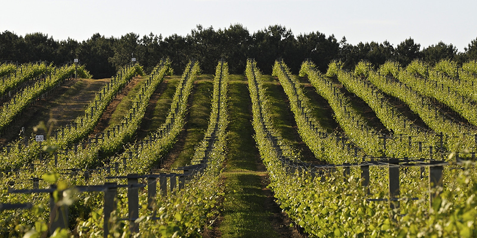 Spanish Rias Spain, a Sogrape production country