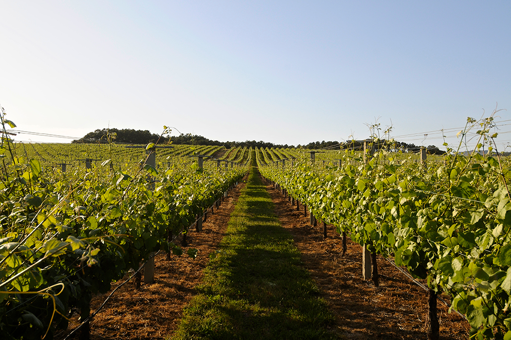 Rias Baixas vineyard