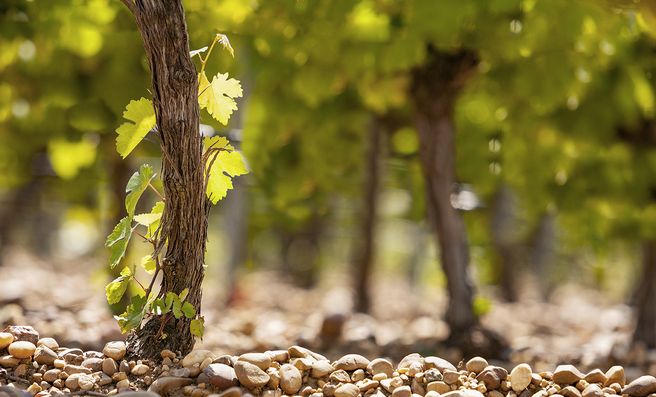 Vineyard growing