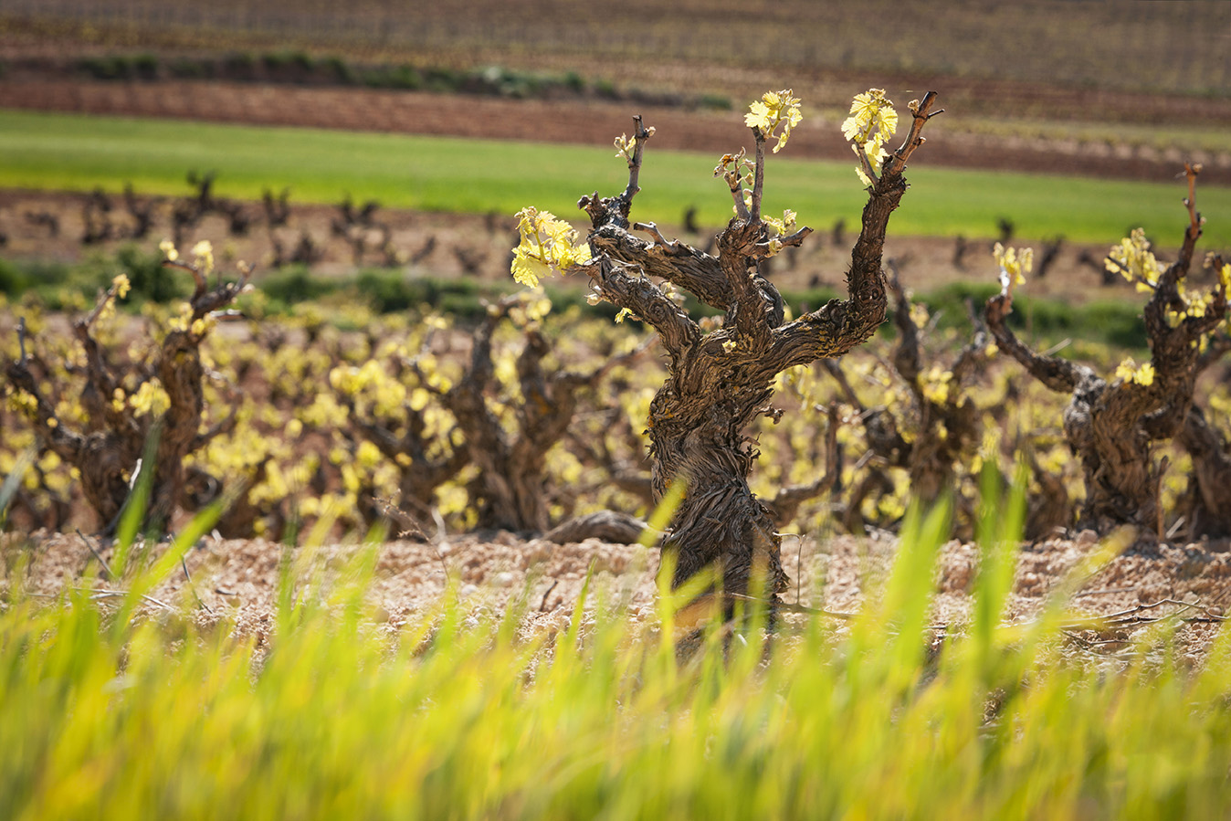 Vineyard growing