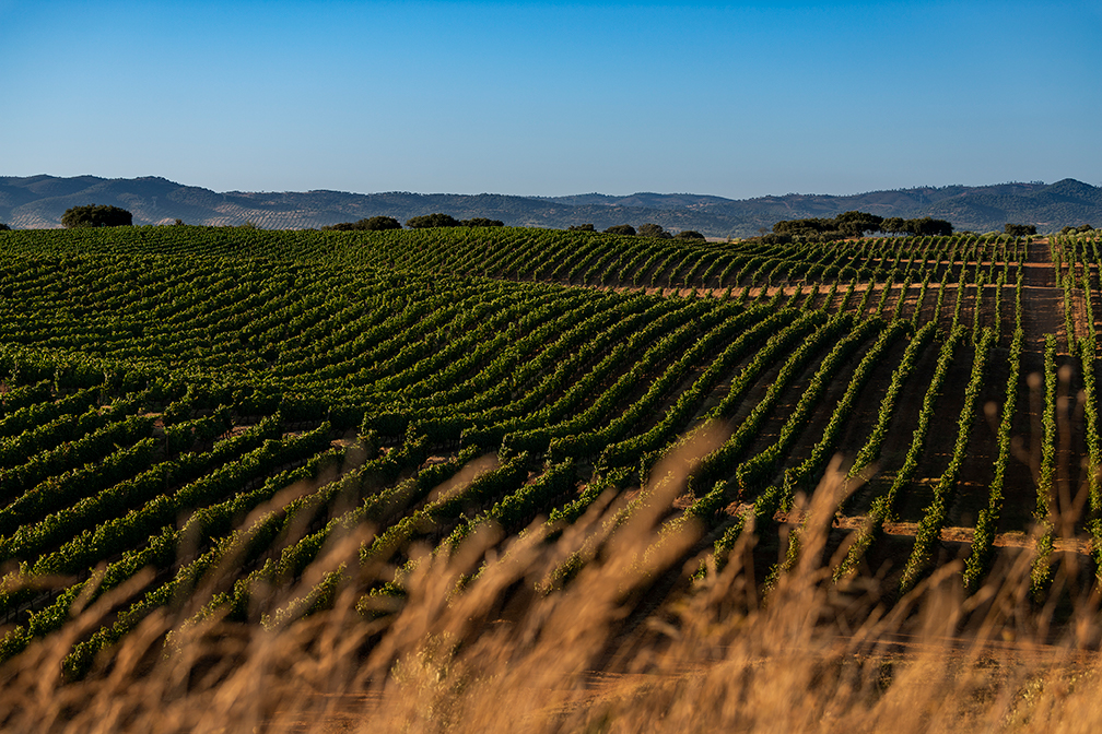 Herdade do Peso viñedos