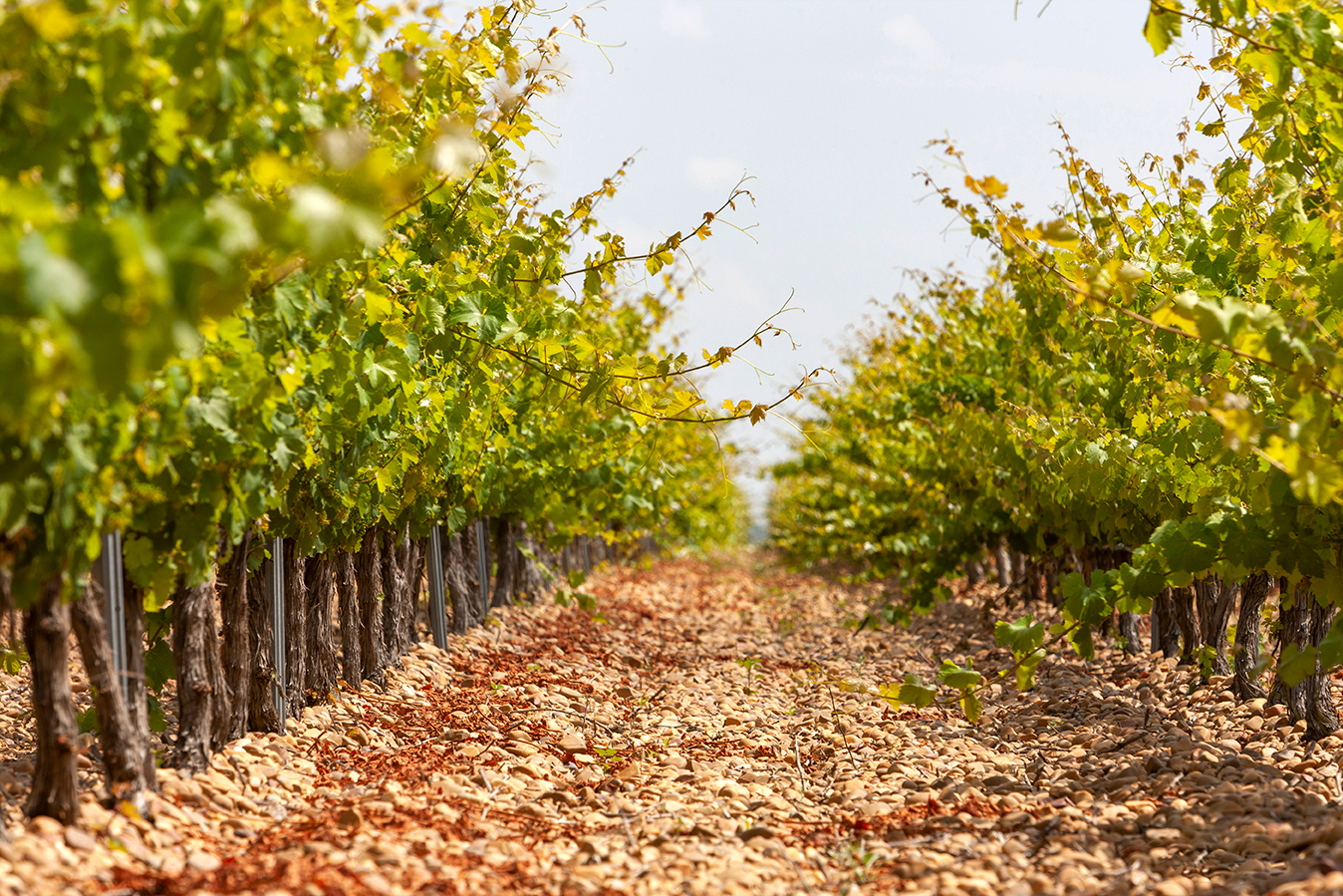 Rueda vineyard growing