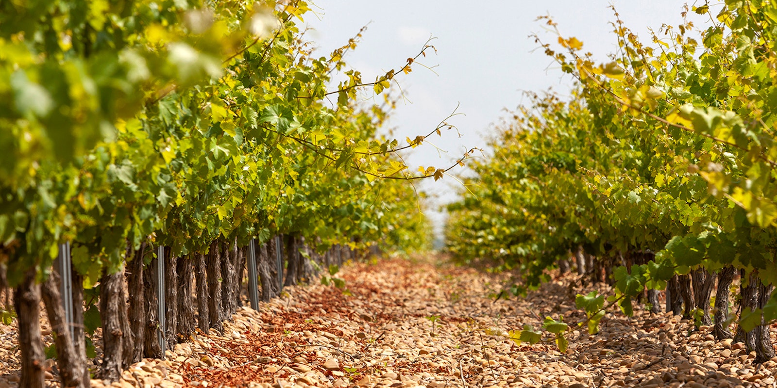 Viñedos cresciendo en Rueda