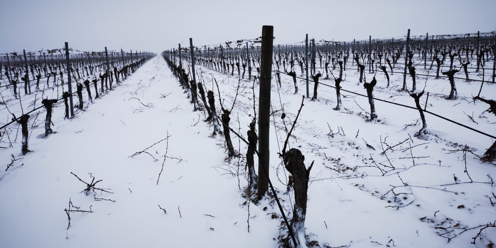 snowy vineyards
