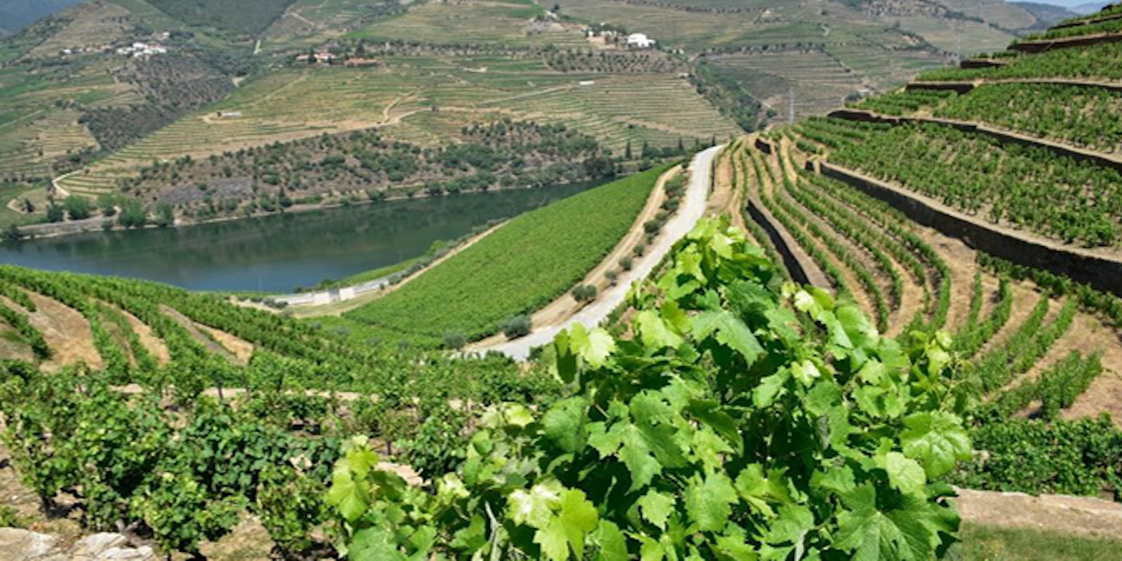 vineyards of Douro
