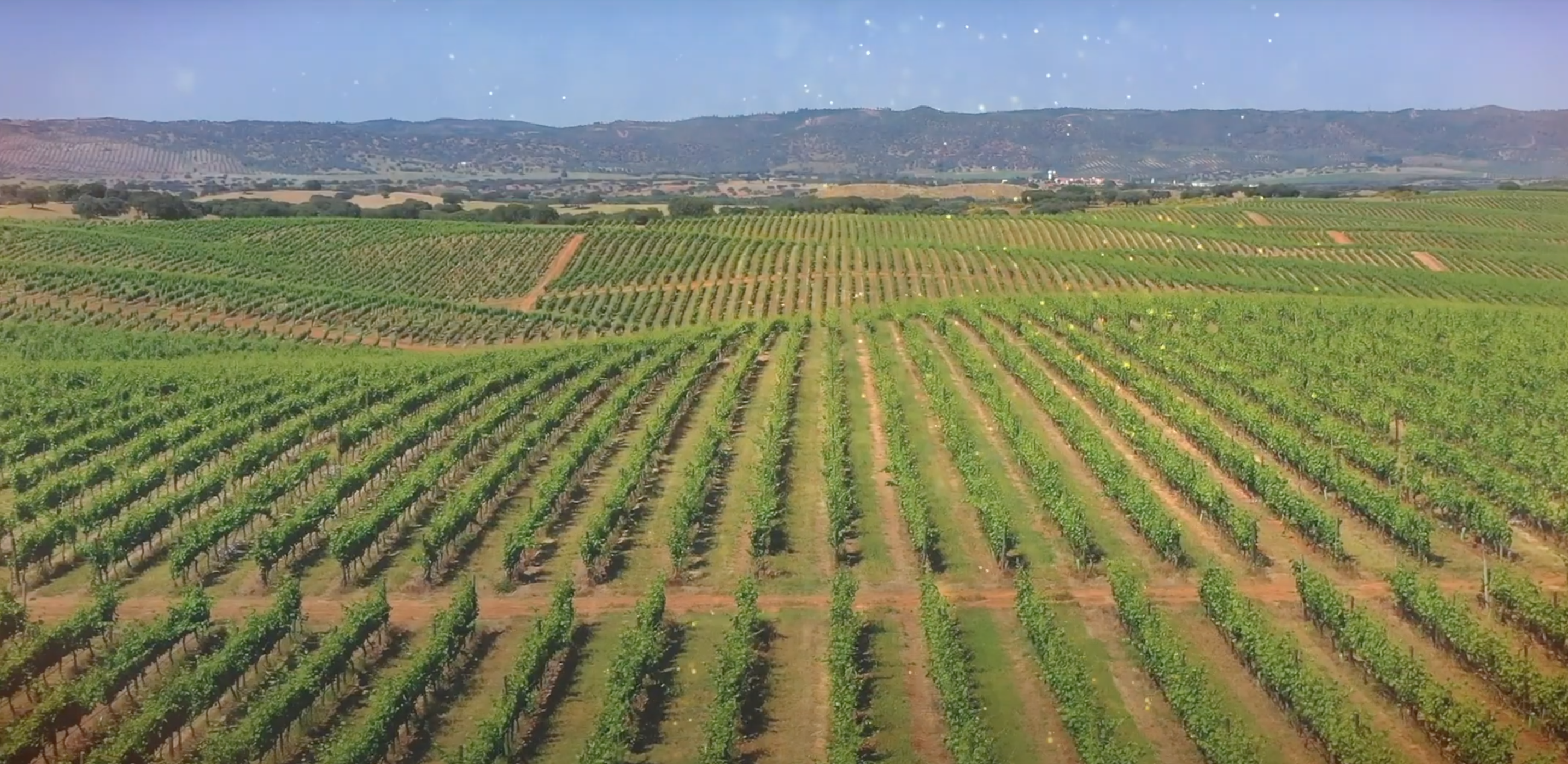 campo de viñas
