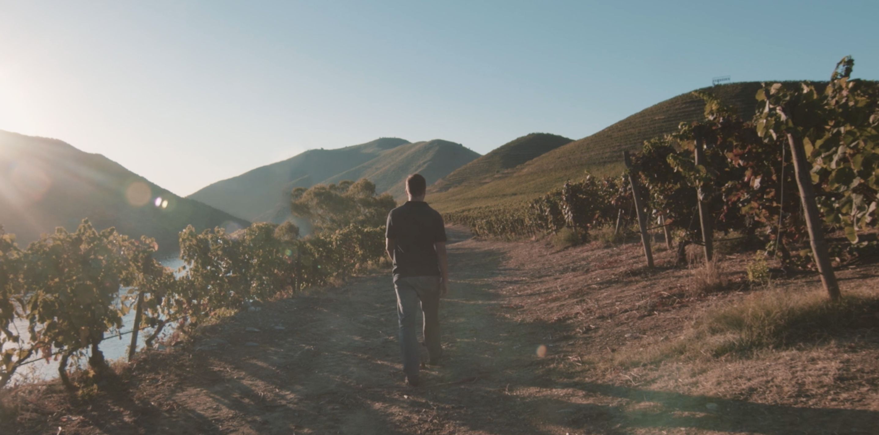 Hombre caminando en el viñedo