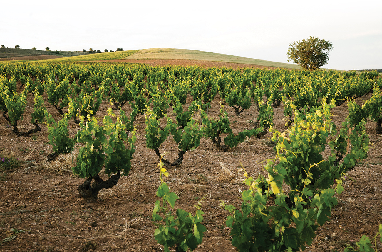 Spain Regions Ribera Del Duero