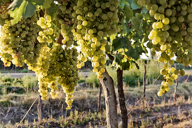 Mendoza