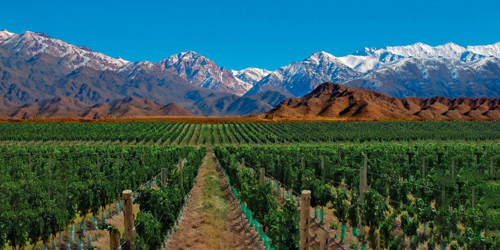 Vineyard growing in Argentina