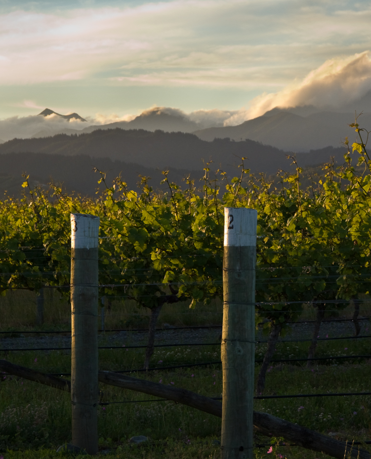 New Zealand Framingham vineyards