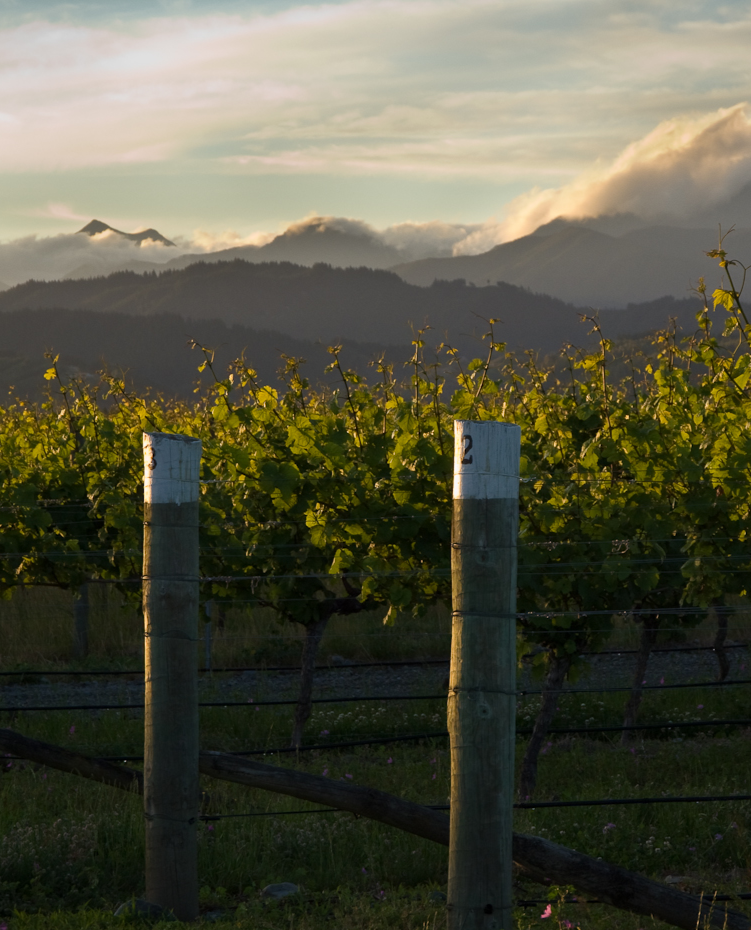 Viñedos Framingham de Nueva Zelanda 