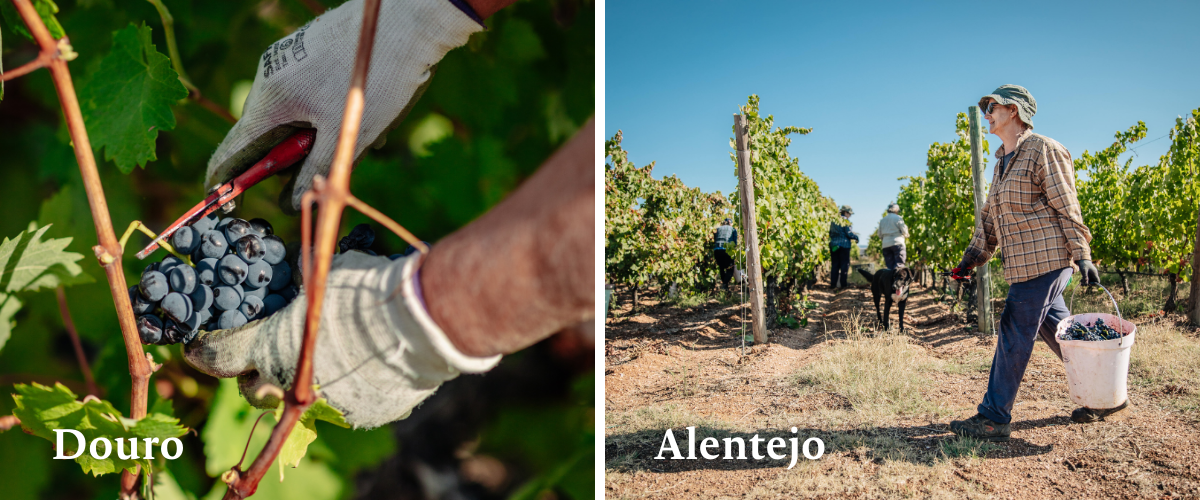 working during harvest season in portugal