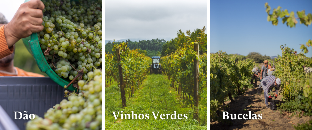 grapes during harvest season in portugal