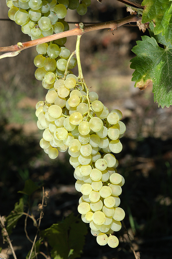 supply4wine - grapes