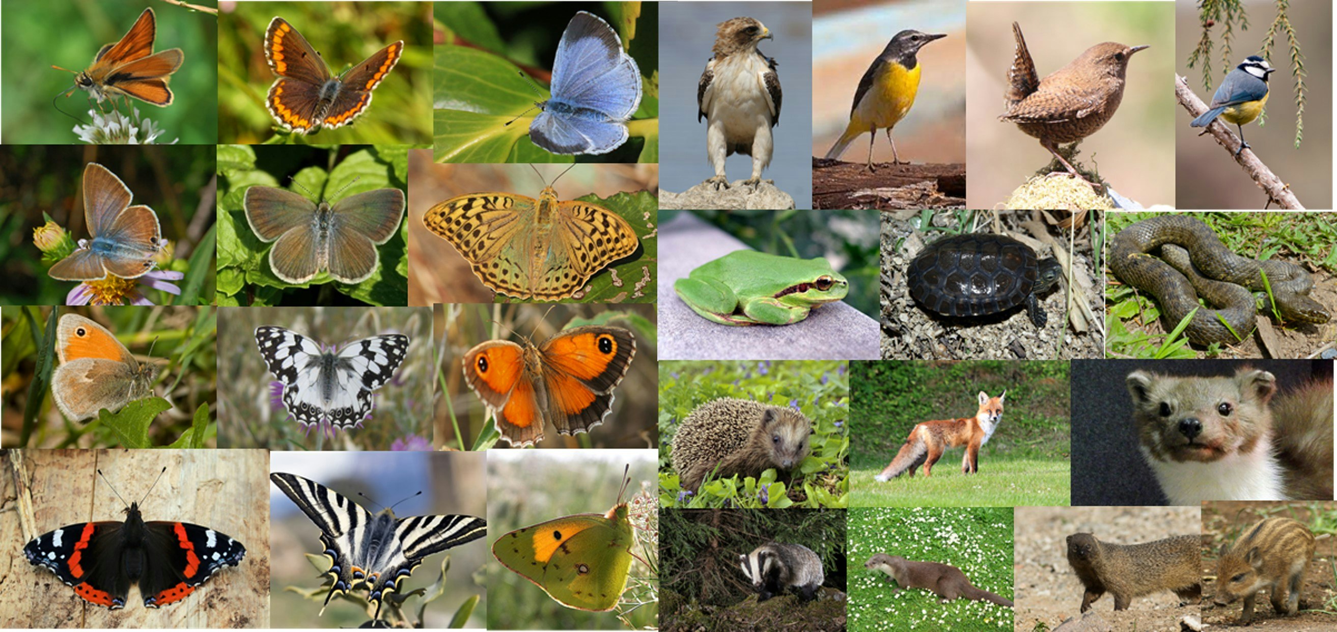 imagem de biodiversidade