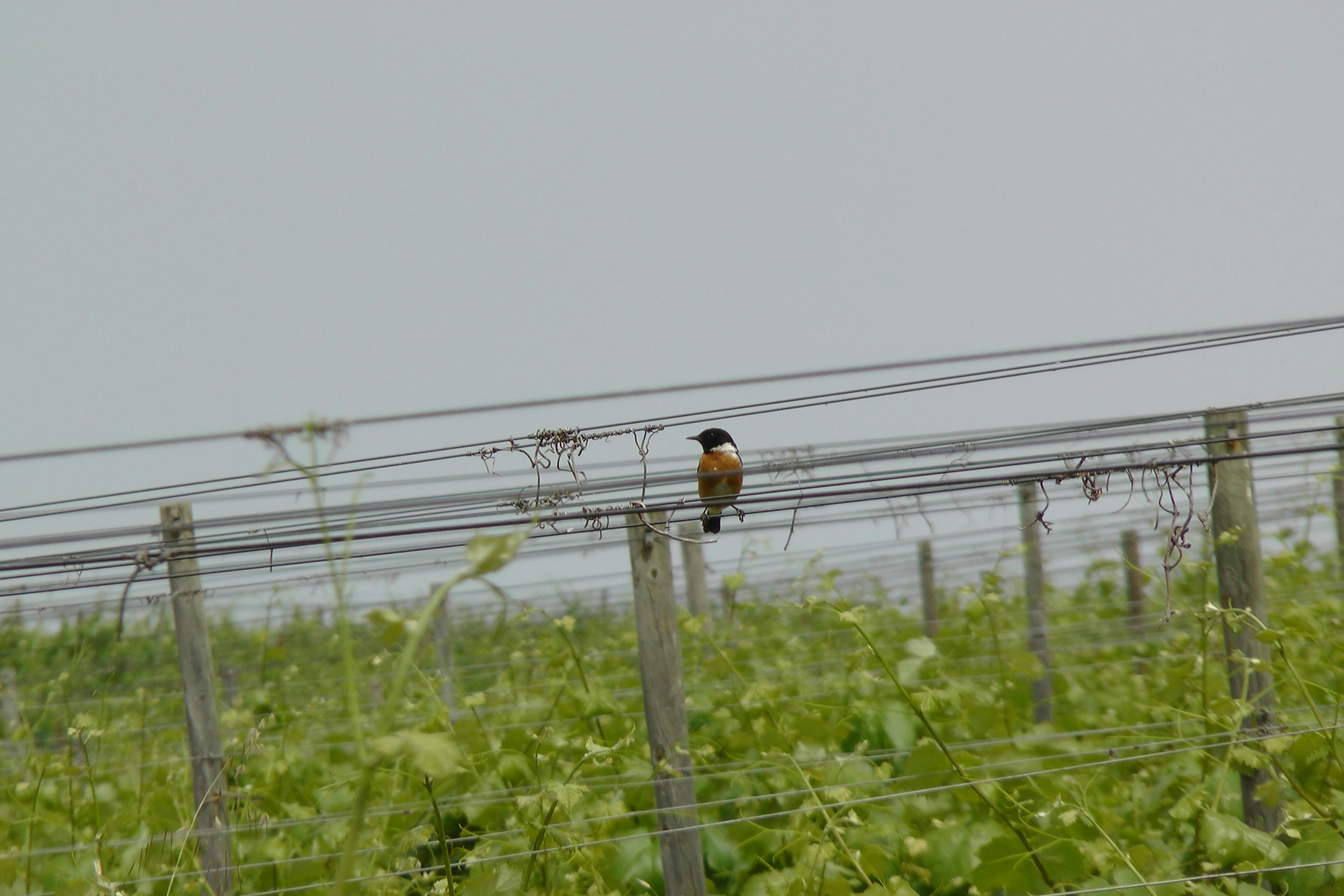 biodiversidad en Quinta do Seixo