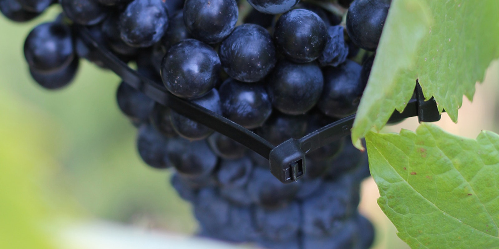 inovação no setor vitivinicola