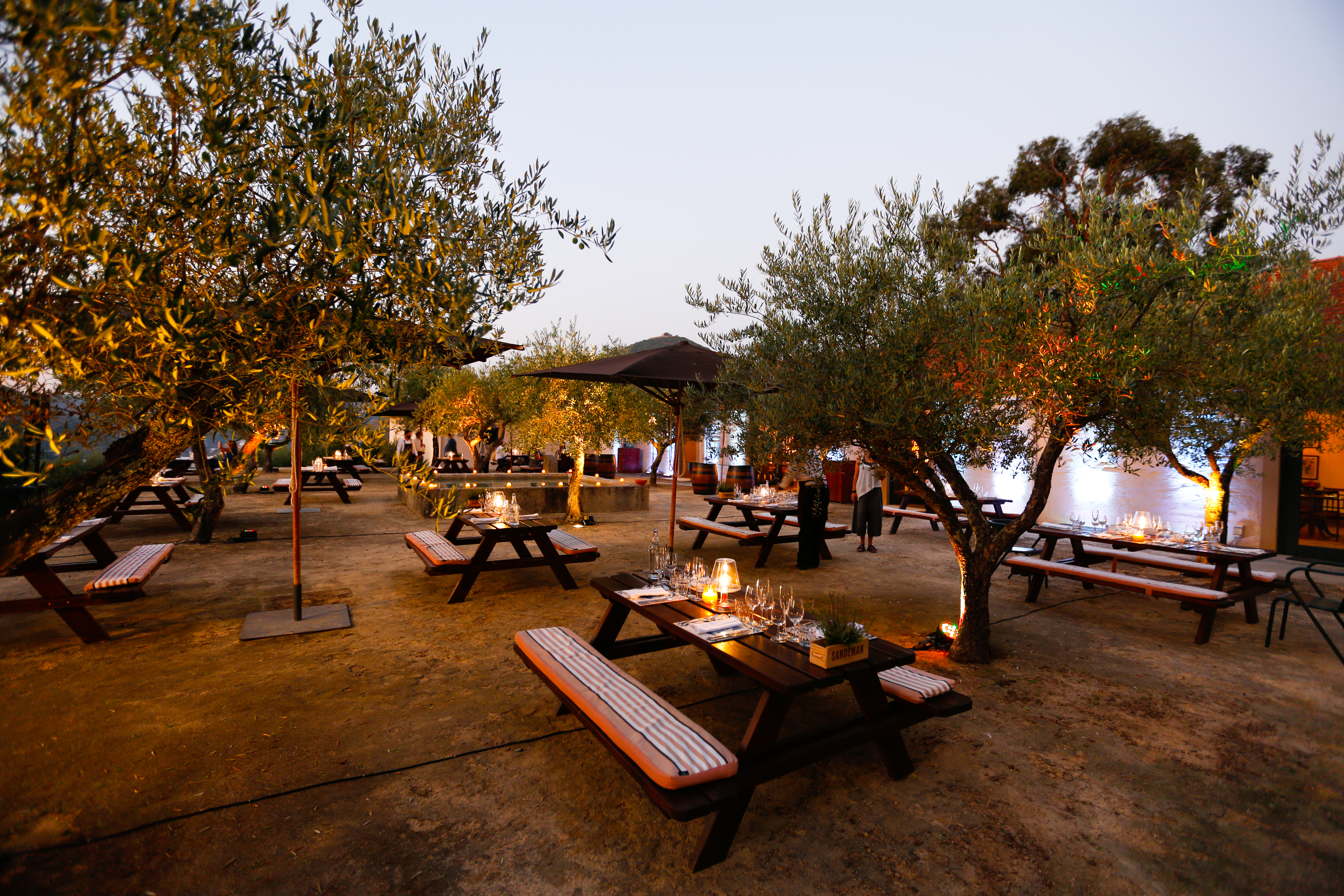 restaurant at night with olive tress
