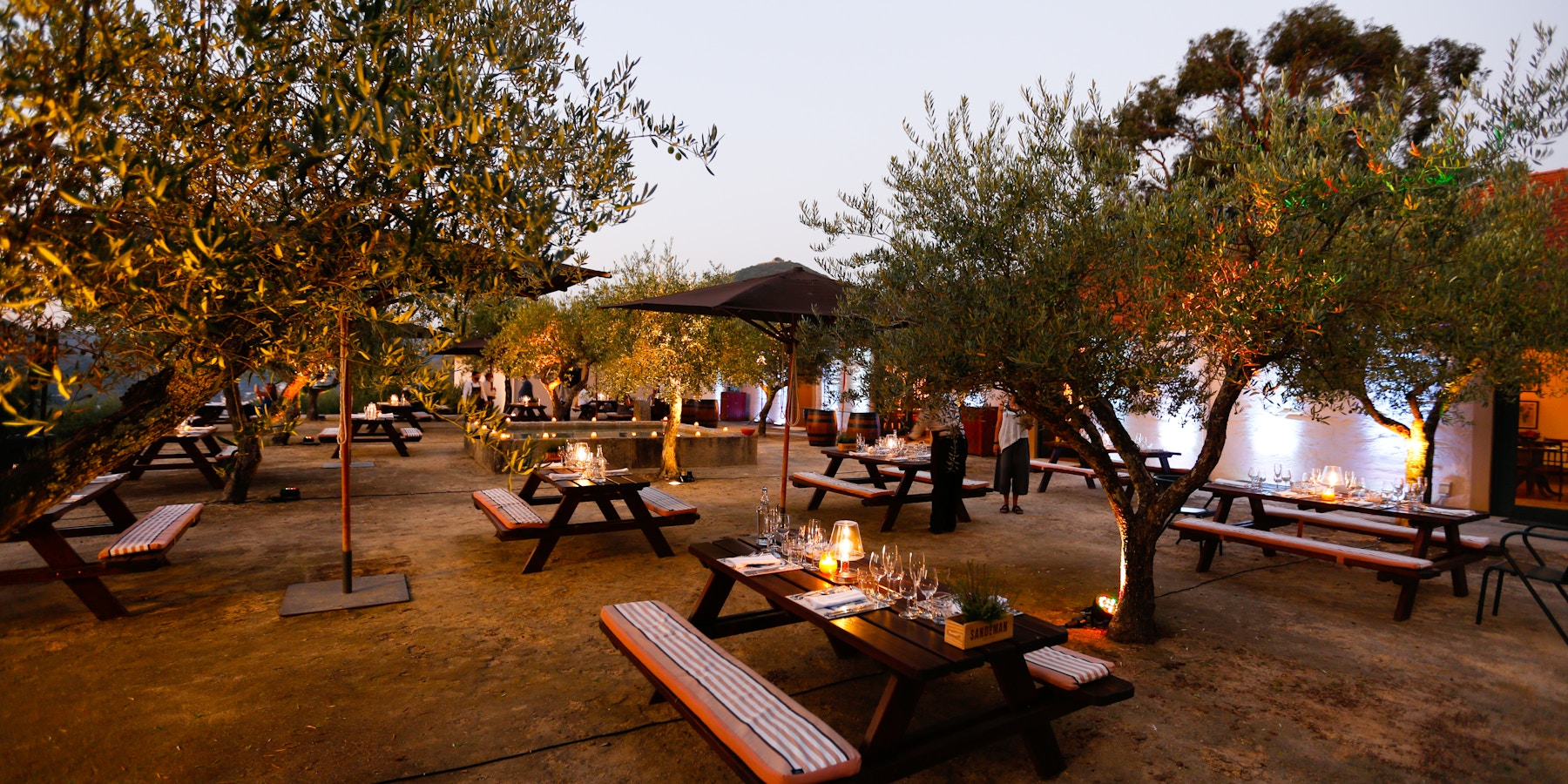 restaurant at night with olive tress