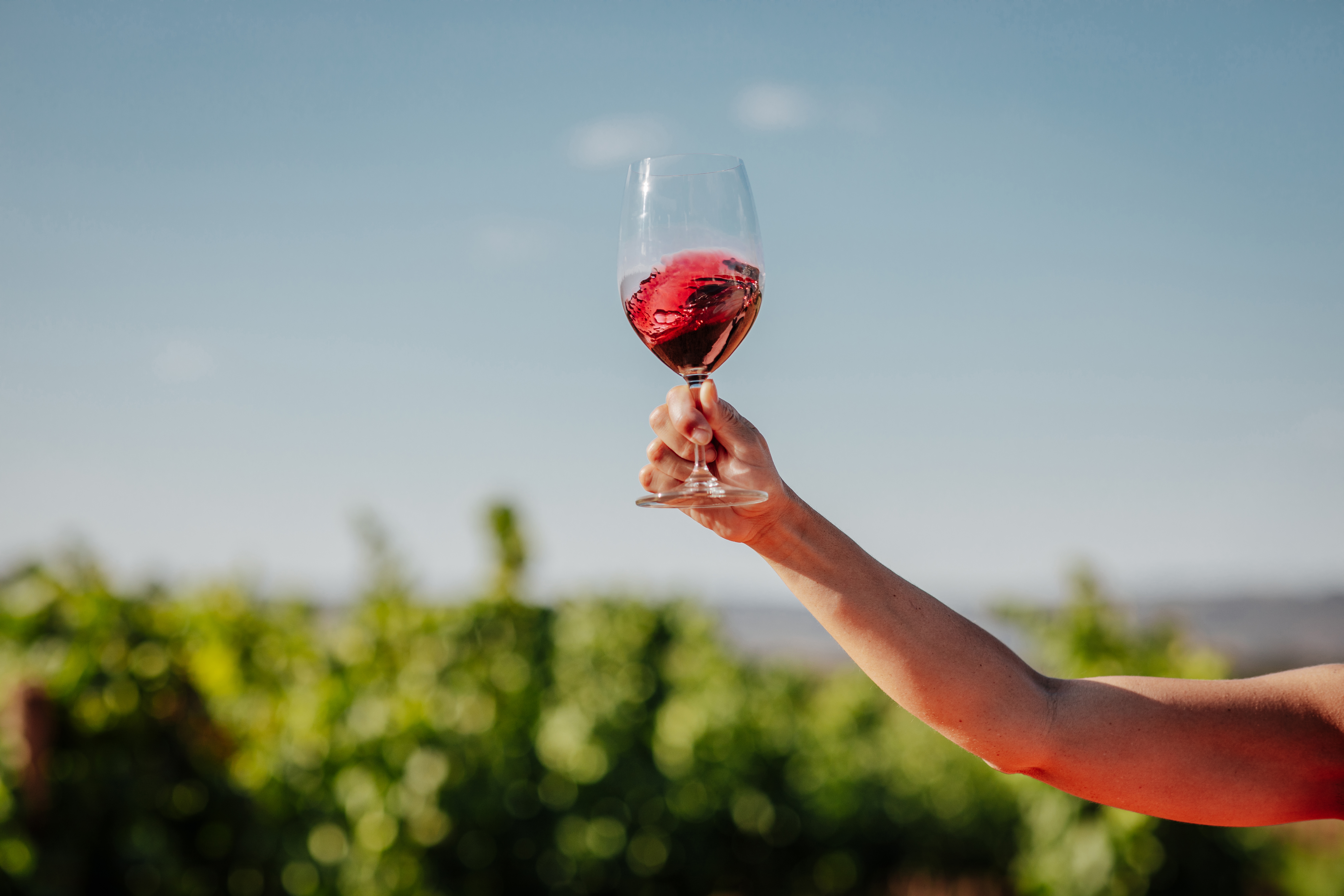 Wine glass on the vineyards