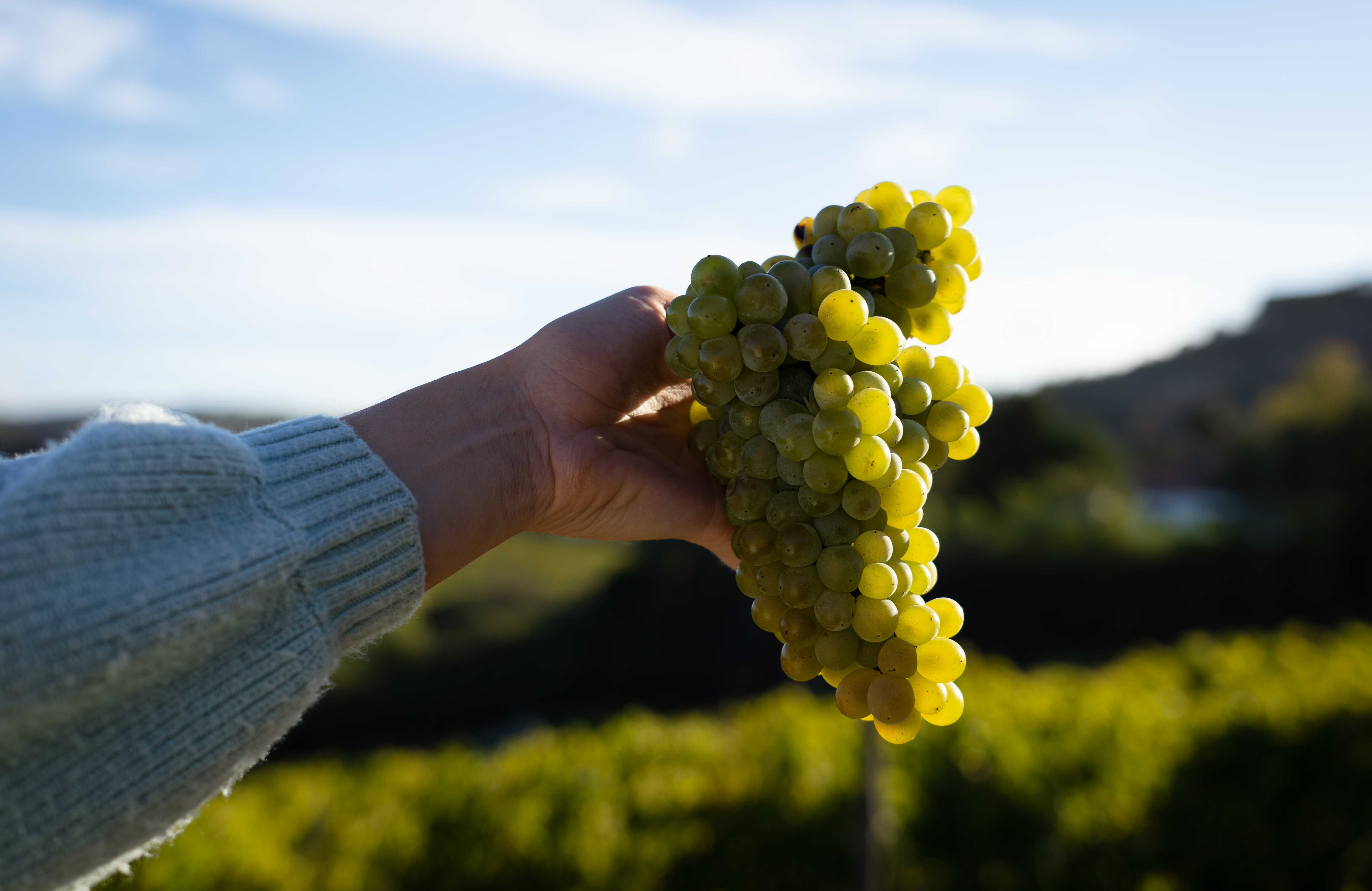 La imagen muestra una mano sosteniendo un racimo de uvas verdes con un viñedo en el fondo, lo que indica que las uvas han sido recién cosechadas.