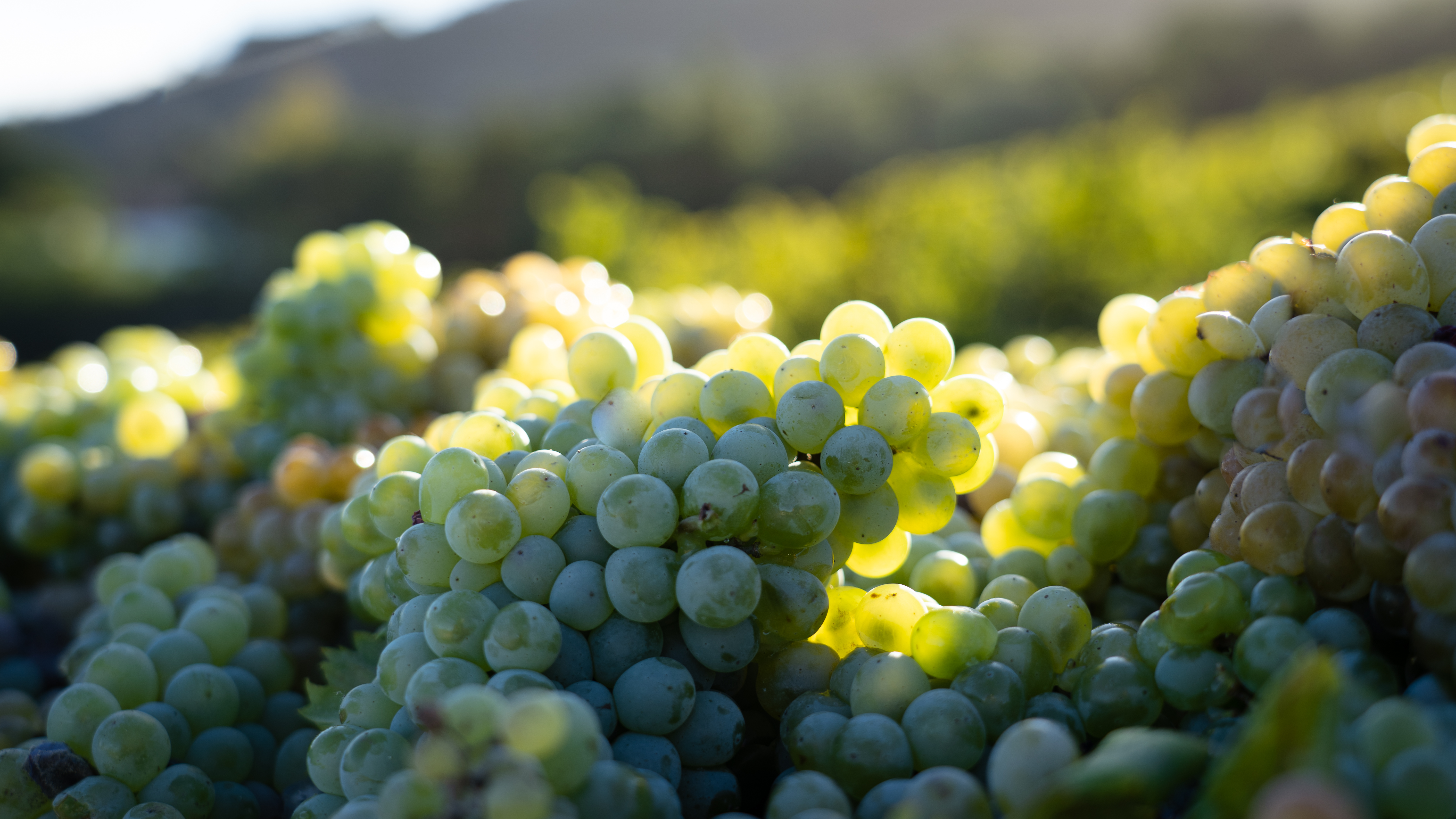 harvest at quinta da romeira