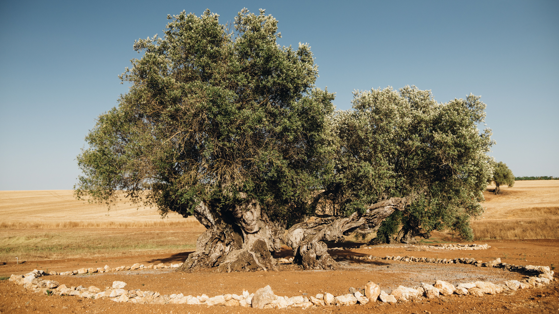 Portugal's oldest olive tree