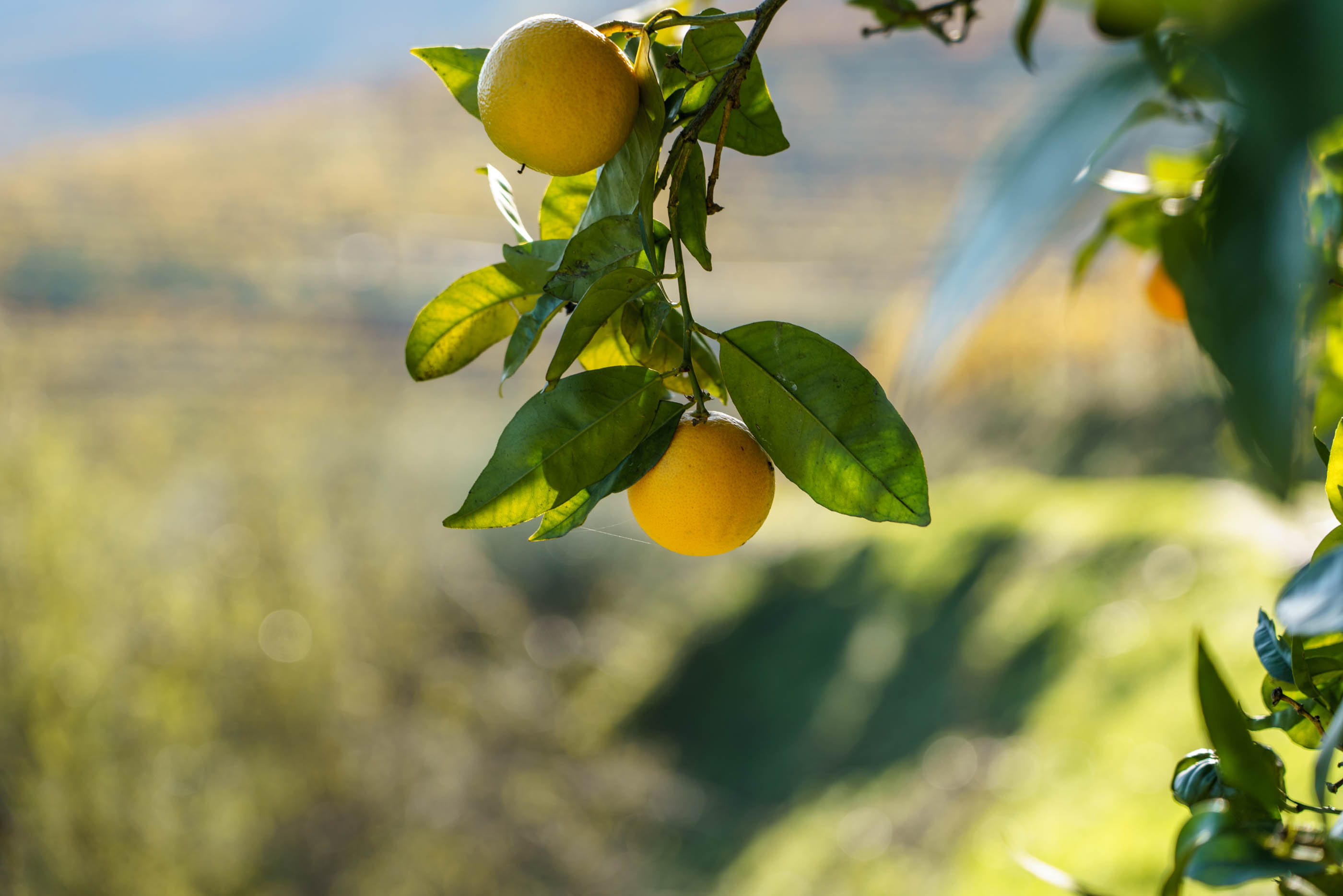 lemon tree